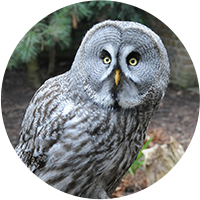 Managing-Conflict-Owl