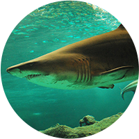 Managing-Conflict-Shark