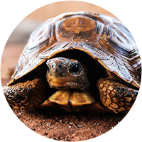Managing-Conflict-Turtle